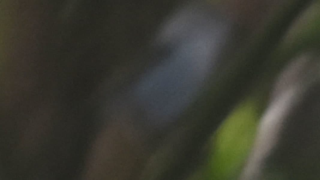 Broad-billed Fairywren by Daniel Hoops